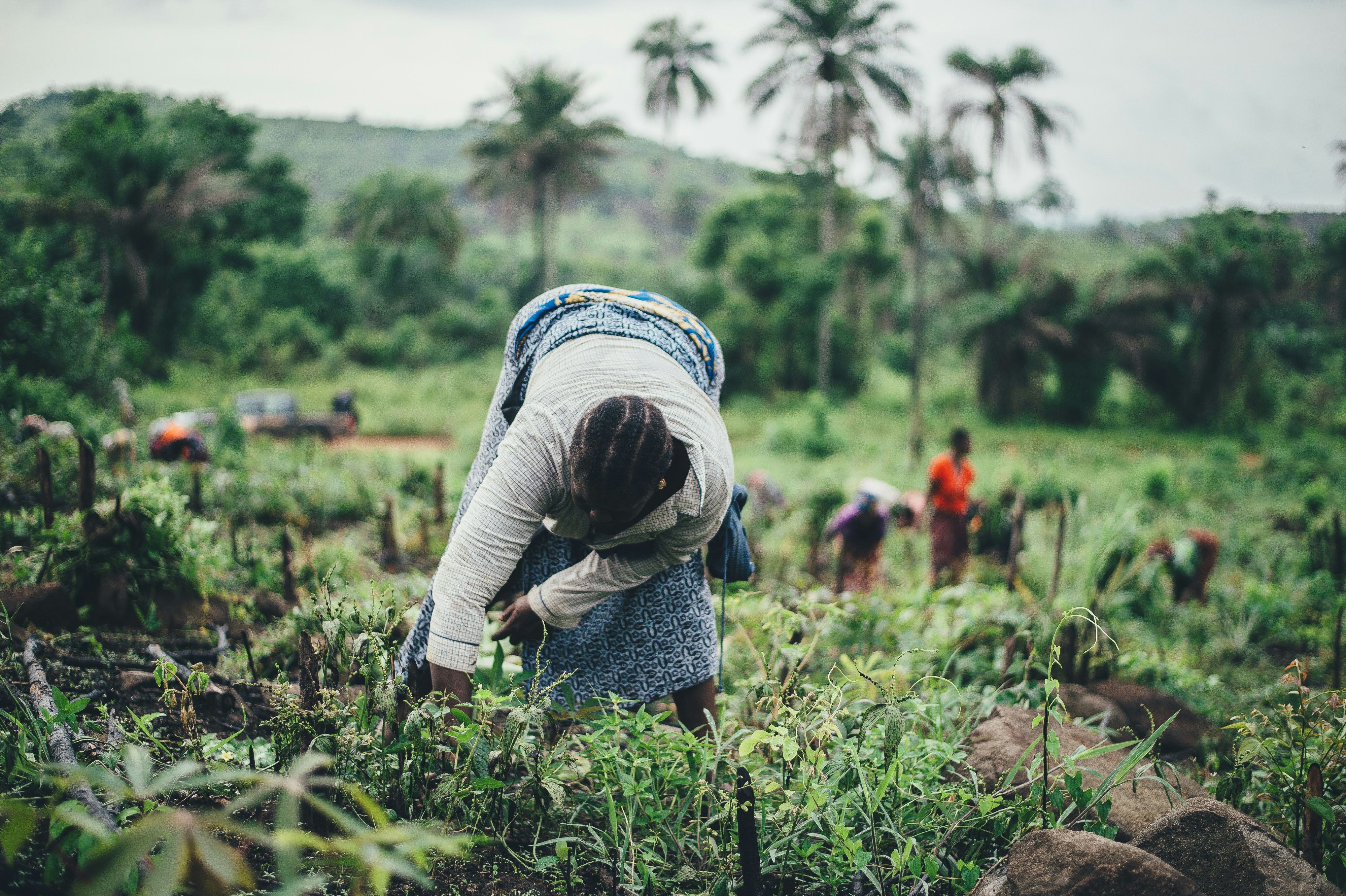 Farmer working in the field